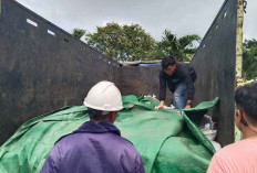 Modus Baru Penyelundupan Timah Belitung: Terbongkar dari Aroma Amis Udang Segar