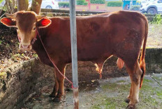 Wujud Kepedulian Sosial: PWI Babel Sembelih Hewan Kurban Idul Adha 2025