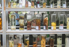 Foto Story: Menjelajahi Objek Wisata Medis Hortus Medicus