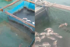 Tambang Ilegal di Laut Membalong Matikan Ikan Kerapu, Tokoh Adat Hingga Aparat Diduga Terlibat