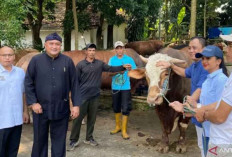 Presiden Prabowo Kembali Berkurban untuk Warga Sekitar Rumahnya di Bogor, 58 Sapi Disalurkan