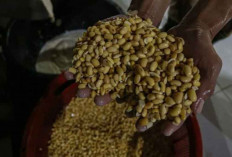 BRI Salurkan KUR Rp42,23 Triliun Triwulan I 2025, Capaian 24,13 Persen dari Target