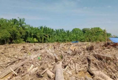 Kemenhut Lakukan Pembersihan Kayu Sisa Bencana di Aceh dan Sumatera Utara