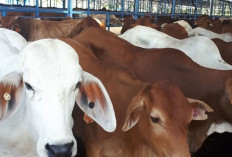 Jumlah Kebutuhan Sapi Potong Idul Fitri di Belitung Capai 250–300 Ekor