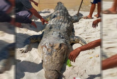 Buaya Raksasa Masih Mengintai di Cerucuk, Penambang Timah Belitung Diminta Waspada