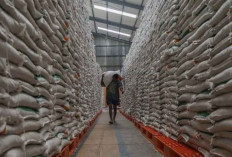 FAO: Produksi Beras Indonesia Tertinggi di Asia Tenggara, Peringkat 4 Dunia