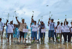 Hijaukan Pesisir Belitung, Pelindo Rangkul Masyarakat Lestarikan Mangrove dan Budidaya Kepiting