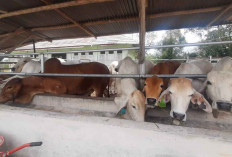 Harga Daging Sapi di Beltim Naik Jelang Idul Fitri 2026, Pedagang Siapkan Tambahan Stok