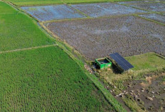 Matahari Penjaga Swasembada Pangan