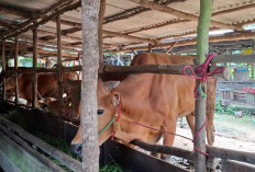 Harga Sapi dan Kambing Kurban 2025 di Beltim, Cek Rinciannya!