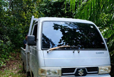 Illegal Logging Jarah HL Gunung Tajam Belitung, Warga Rekam Pengangkutan Kayu