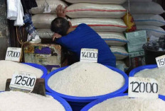 Kasus Beras Oplosan Kian Marak, Ini Cara Membedakan Beras Premium Asli dan Palsu