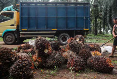 Industri Sawit Jadi Tulang Punggung Ekonomi Nasional, Pelaku Usaha Soroti Ketidakpastian Regulasi
