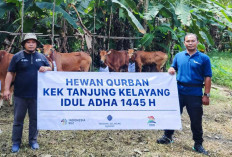 KEK Tanjung Kelayang Kembali Berbagi Berkah, Salurkan Hewan Kurban di Idul Adha 2024