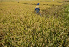 Perum Bulog Rencanakan Impor 1,2 Juta Ton Beras untuk Stabilkan Pasokan dan Harga