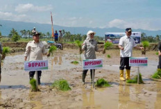 Jaga Produksi Pangan, Kementan Percepat Tanam Padi Serentak 50 Ribu Hektare di 25 Provinsi