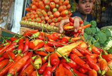 Bapanas Sebut Harga Cabai Melonjak Akibat Cuaca Ekstrem, Pemerintah Siapkan Langkah Mitigasi