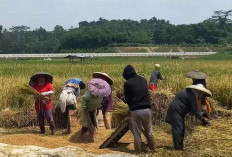 Stok Beras Nasional Aman, Indonesia Tak Perlu Impor Beras di Tengah Krisis Global