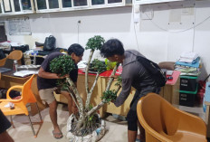 Residivis Narkoba Curi Bonsai Rp40 Juta, Dalih Butuh Uang Susu Anak