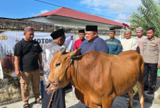 Polres Belitung Sembelih 12 Hewan Kurban, Daging Dibagikan ke Warga hingga Purnawirawan
