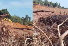 Rekomendasi Penghentian Tambak Udang Diacuhkan, PT KPN Babat Mangrove di Pulau Seliu