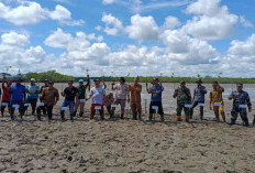 Cegah Abrasi, Program SOLUSI Tanam Ribuan Mangrove di Pesisir Belitung