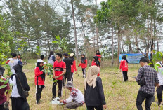 SEKAR Hijaukan Pesisir Beltim, Tanam 1.000 Mangrove dan Pohon Buah