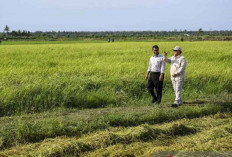 Merancang Sistem Agribisnis untuk Efektivitas Food Estate di Indonesia