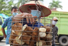 Membangun Ekosistem Produksi Singkong dan Momentum Kemandirian Pangan