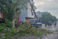 Tindaklanjuti Laporan dan Bahasan Masyarakat, FLLAJ Belitung Eksekusi Pohon di Jalan Merdeka