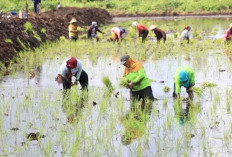Kementan Manfaatkan Puncak Musim Hujan Perluas Area Tanam dan Jaga Pasokan Pangan