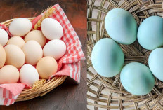 Mana Lebih Sehat, Telur Ayam atau Telur Bebek? Ini Perbandingan Gizinya