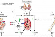 Protein Klotho Bisa Tambah Umur Manusia 16 Tahun, Ini Kata Ilmuwan!