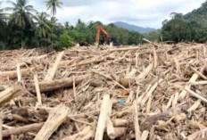Status Kasus Temuan Kayu Gelondongan di Sumut Naik ke Penyidikan