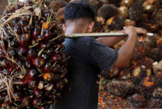 Keberlanjutan Sawit Indonesia: Peran ISPO dan Tekanan Pasar Global