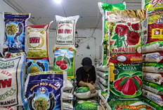 Harga Beras Merangkak Naik, Bapanas Klaim Inflasi Beras Masih Terkendali