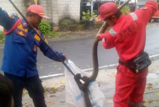 10 Ular Masuk Rumah Warga Tanjungpandan Belitung, Curah Hujan Tinggi Jadi Pemicu
