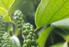 Hilirisasi Rempah Indonesia: Strategi Bangkitkan Devisa dan Sejahterakan Petani Kecil