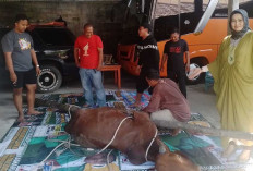 Maknai Idul Adha 2024, Hellyana Berbagi Sapi Kurban dengan Masyarakat Belitung