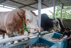 Bantuan Sapi Presiden Prabowo Siap Dipotong di Masjid Assalam Beltim, Ini Jadwalnya