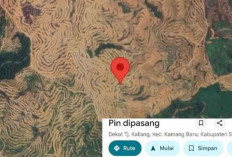 KPK: Potensi Kerugian Negara di Sektor Kehutanan Ditaksir Rp175 Triliun