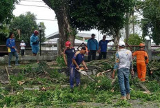 Anomali Cuaca di Belitung, BPBD Ingatkan Bahaya Pohon Tumbang