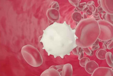 Kelebihan Sel Darah Putih dalam Tubuh Ternyata Dapat Menimbulkan Masalah, Simak Selengkapnya