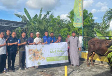 Angkasa Pura Salurkan Hewan Kurban di Belitung Lewat Program Injourney Airport Berbagi Qurban 2025