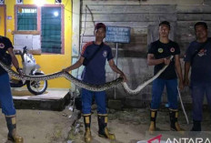 Damkar Belitung Evakuasi Ular di Plafon Kamar Warga