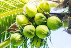 Ini yang Terjadi Pada Tubuh Jika Minum Air Kelapa Setiap Hari!