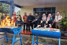 Selamatkan Kerugian Negara, Bea Cukai Tanjungpandan Musnahkan 12.556 Batang Rokok Ilegal