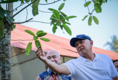 Potensi Ekonomi Baru: Menkop UKM Ajak Koperasi Kalimantan Kembangkan Produk Kratom