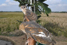 Presiden Prabowo Kirim 1.000 Burung Hantu, Petani Panen Harapan Baru