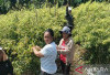 Dari Kemudi ke Cangkul, Menanam Harapan di Ladang Cabai